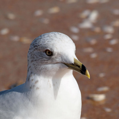 Face to face with a ring-billed gull