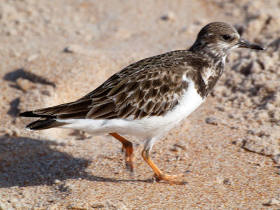 Another sandpiper