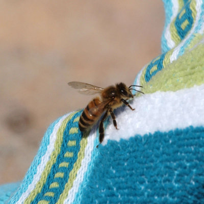 The wasp on the blanket