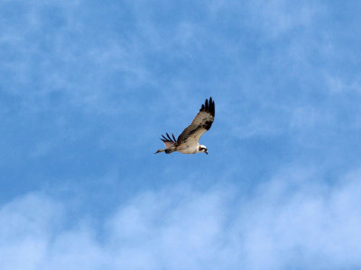 An Osprey