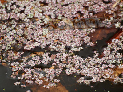 Little blossoms in the water