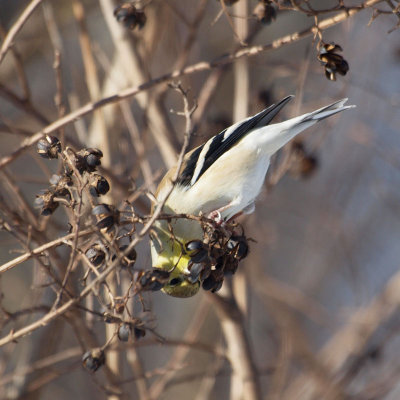 American Goldfinch