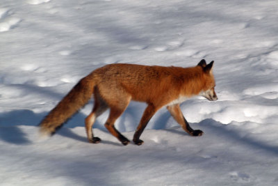 The fox in the backyard