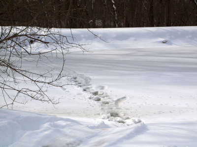 Footprints across the ice