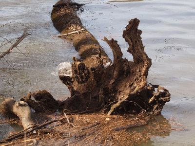 Tree fallen in the river