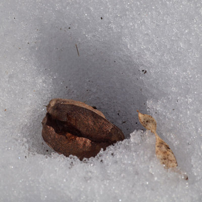 Bladdernut seed pod in the snow on the trail