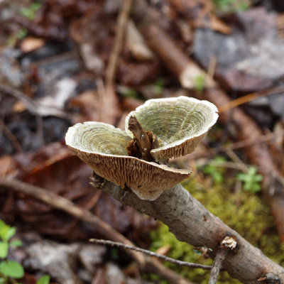 A pretty mushroom