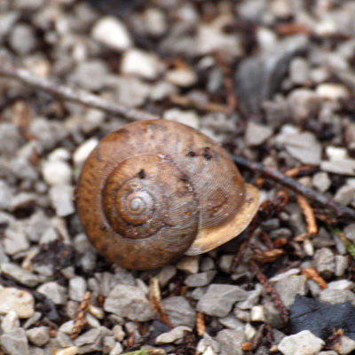 The snail that crossed the trail