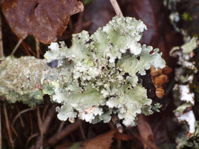 Lichen