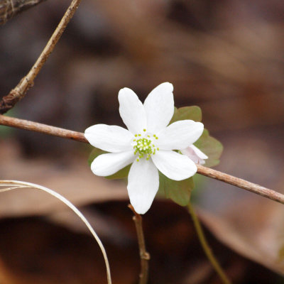 Bloodroot - Signs of Spring at Mammoth Cave