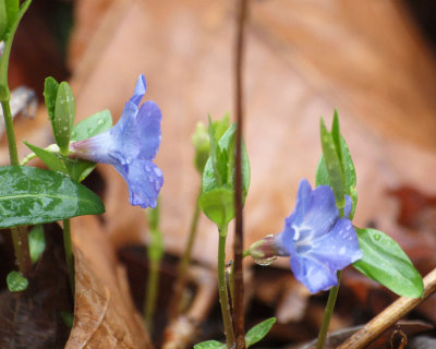 Periwinkle - Signs of Spring at Mammoth Caves