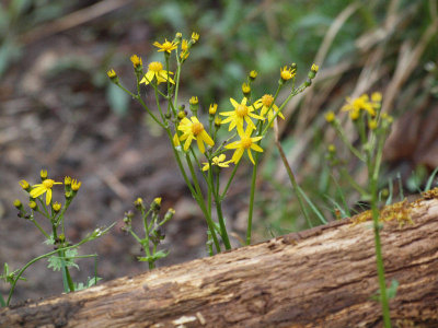 Ragwort - Signs of Spring at Mammoth Caves