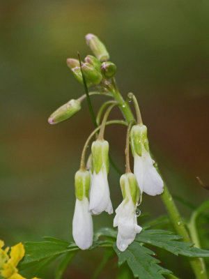 Cut-leaved toothwort - Signs of Spring at Mammoth Caves