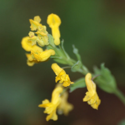 Signs of Spring at Mommoth Caves