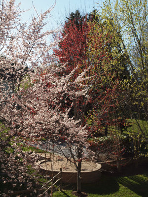 Spring blossoms and green leaves in our back yard
