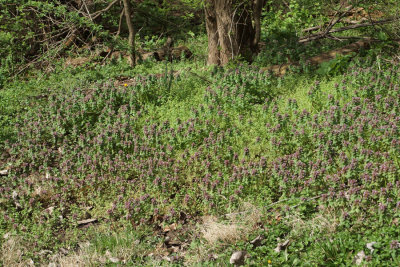 April 2nd - Field of purple dead-nettles near Point of Rocks