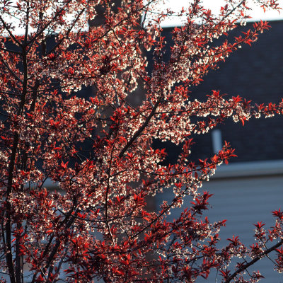 Evening light on the spring foliage of the plum tree