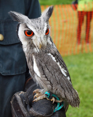 Highland Games - A South African Scops Owl, I believe