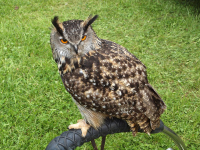 Unidentified owl at the Highland Games