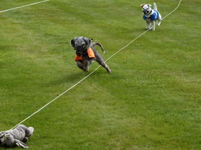 Highland Games - Dog competitions