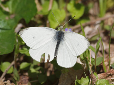 Cabbage White butterfly, I think