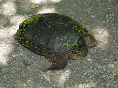 The snapping turtle