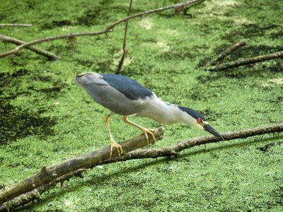 June 21st - Black crowned night Heron fishing (previously misidentified  by me as a green heron)