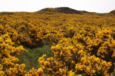 Plenty of Gorse