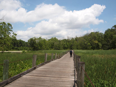 Section of trail over the wetlands