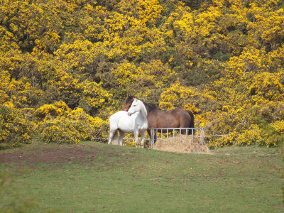 Horses at Pentland Hills Regional Park