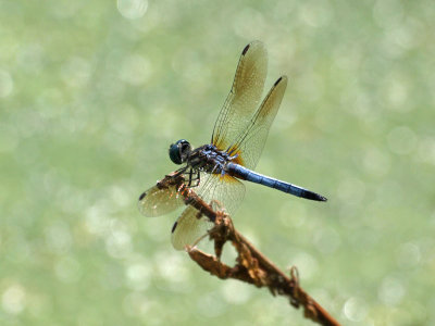 Dragonfly at Dickerson Conservation Park