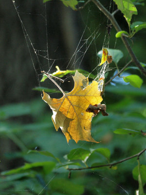 Only a dry leaf caught in a web