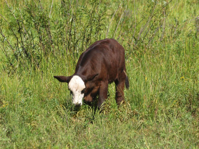 One calf in the field