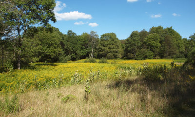 Fields of gold