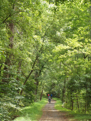 The green of summer