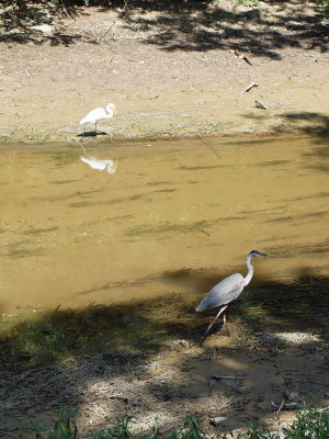 The egret and the great blue heron