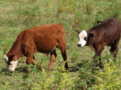 Two calves in the field!