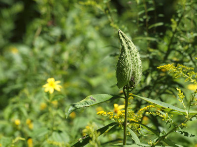 Trailside vegetation