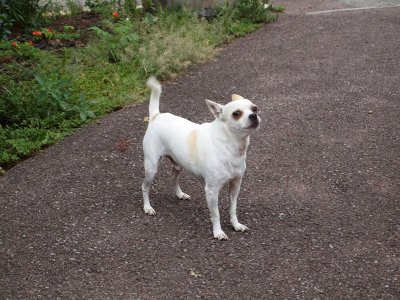 The dog that greeted us on the way to breakfast