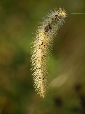 In the morning light