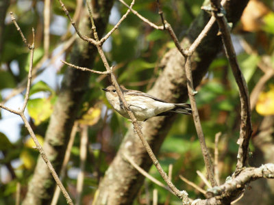 The bird enjoying the morning sun