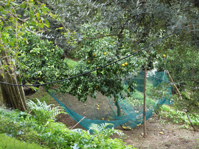 Nets to catch oranges