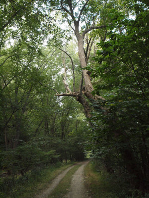 A view of the trail