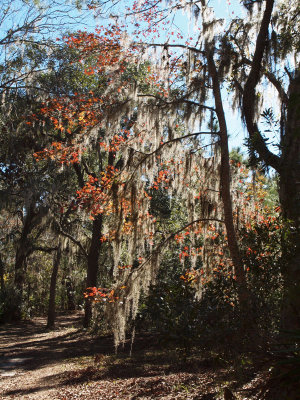 Spanish Moss with Fall colors