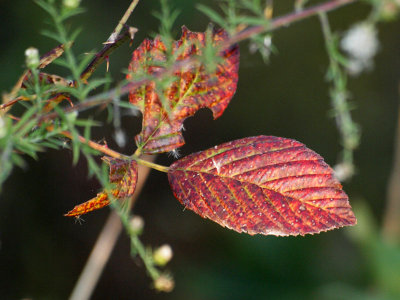 In the Fall