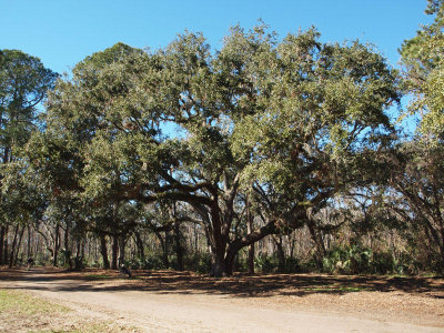 The oldest oak tree in the area