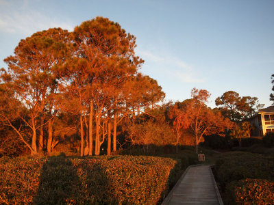 Color of trees in the morning light.jpg