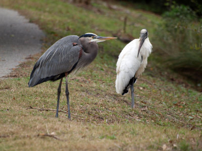The heron and the stork