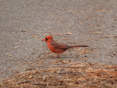 The cardinal in our path