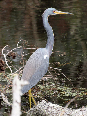 Little blue heron